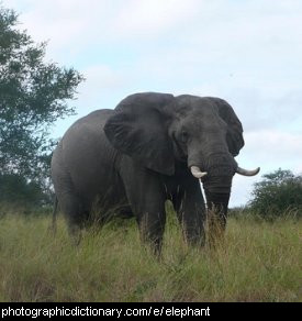 kinds of elephants