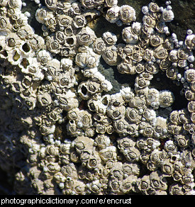 Photo of a barnacle encrusted rock