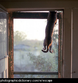 Photo of a cat escaping