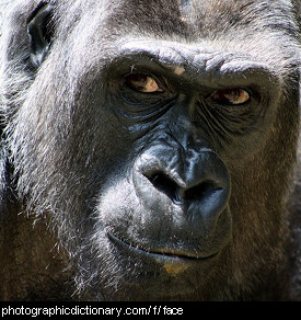 Photo of a gorilla's face