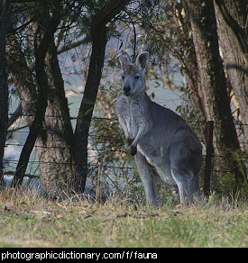 Photo of a wallaby