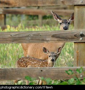Photo of a doe and fawn.