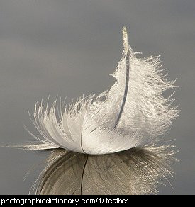 Photo of a feather