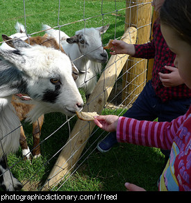 Photo of a girl feeding a goat