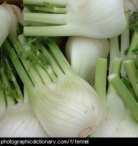 Photo of fennel bulbs