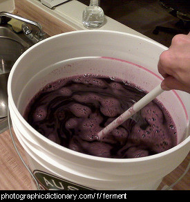 Photo of wine fermenting