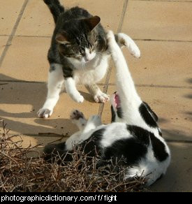 Photo of two cats fighting