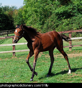Photo of a filly
