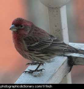 Photo of a finch