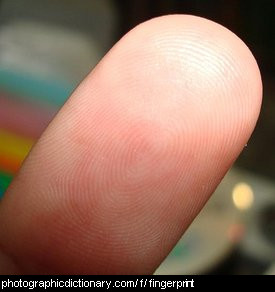 Photo of a fingerprint