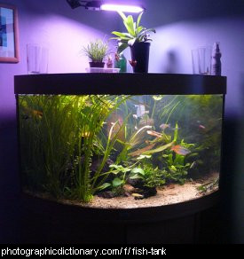 Photo of a fish tank