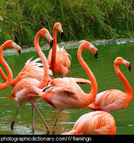 Photo of a group of flamingos