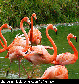 flamingo pictures