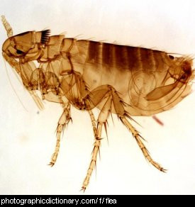 Photo of a flea