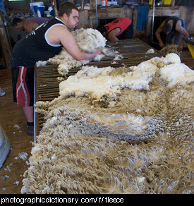 Photo of sheep's fleece