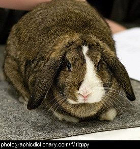 Photo of a rabbit with floppy ears