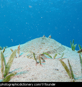 Photo of a flounder