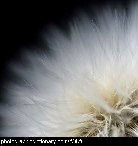 Close up photo of some fluff