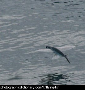 Photo of a flying fish