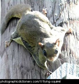 Photo of a flying squirrel
