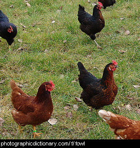 Photo of chickens