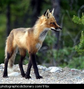 Photo of a fox.