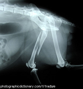 Photo of an x-ray of a cat