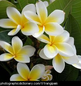 Photo of frangipani flowers