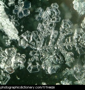 Photo of ice crystals