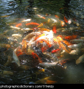 Photo of fish in a feeding frenzy