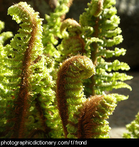 Photo of fern fronds