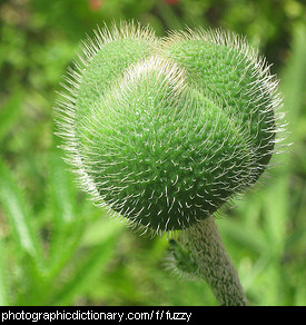 Photo of a fuzzy seed pod