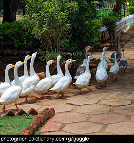 Photo of a gaggle of geese