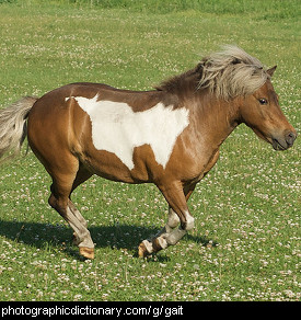 Photo of a running horse