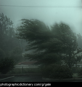 Photo of trees blowing in a gale