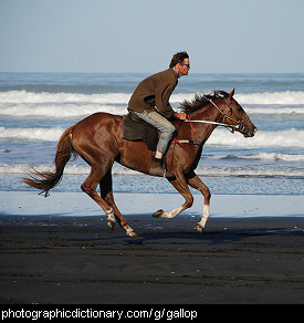 Photo of a horse galloping