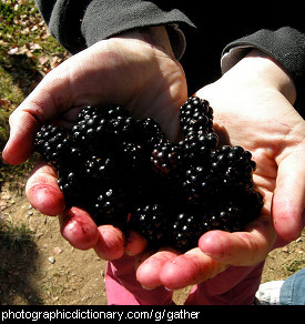 Photo of a handful of blackberries