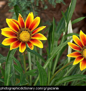 Photo of gazania flowers