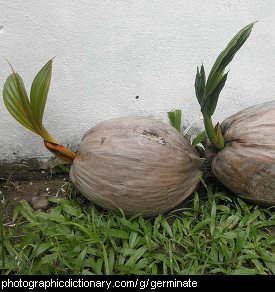 Photo of germinating coconuts