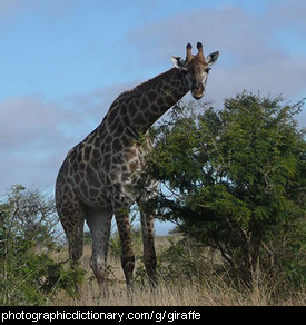 Photo of a giraffe