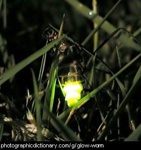 Photo of a glow worm