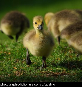 Photo of a gosling