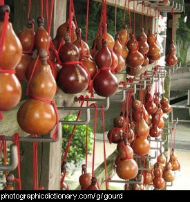 Photo of dried gourds