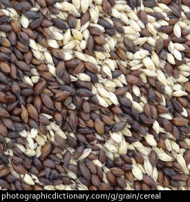 Photo of cereal grains.