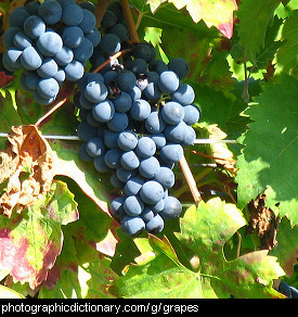 Photo of grapes.