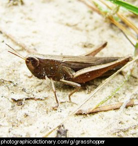 Photo of a grasshopper