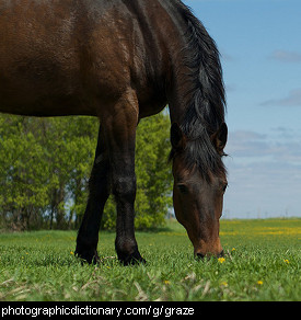 Photo of a horse grazing