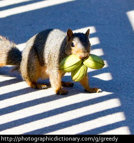 Photo of a greedy squirrel