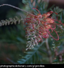 Photo of grevillea flower