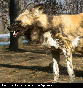 Photo of a dog growling
